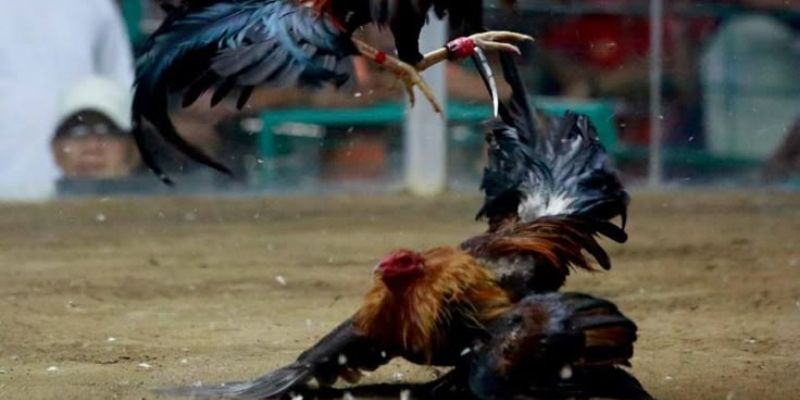 Đá Gà Cựa Dao : Vũ Khí Sắc Bén, Giao Đấu Nghẹt Thở 2 Lý do khiến chiếm trọn sự quan tâm của đông đảo người chơi