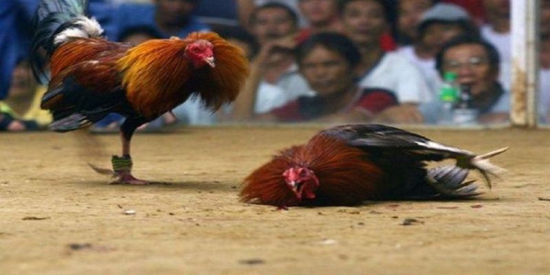 Đá Gà Cựa Dao : Vũ Khí Sắc Bén, Giao Đấu Nghẹt Thở 1 Tổng quan luật thi đấu cơ bản trong đá gà cựa dao